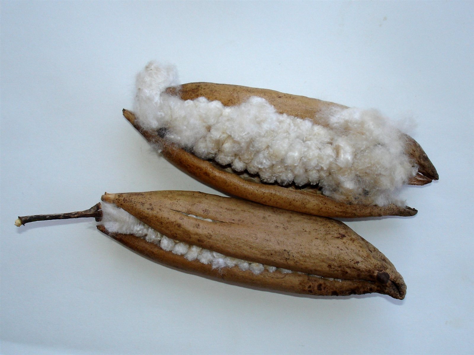 Åbne kapokfrøkapsler med lyse fibre fra Ceiba pentandra